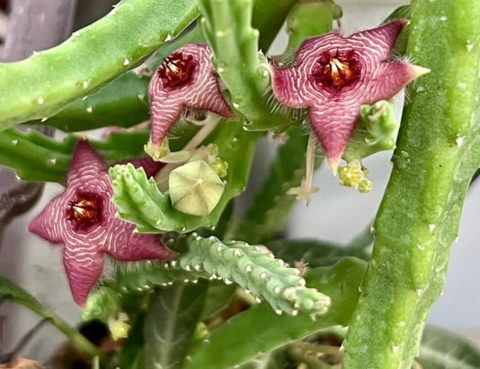 Stapelia paniculata ssp. scitula seeds