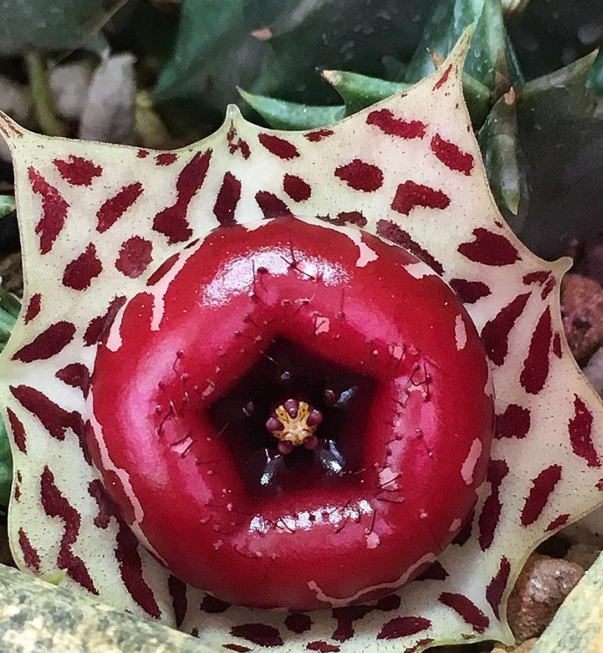 Huernia Plowesii seeds