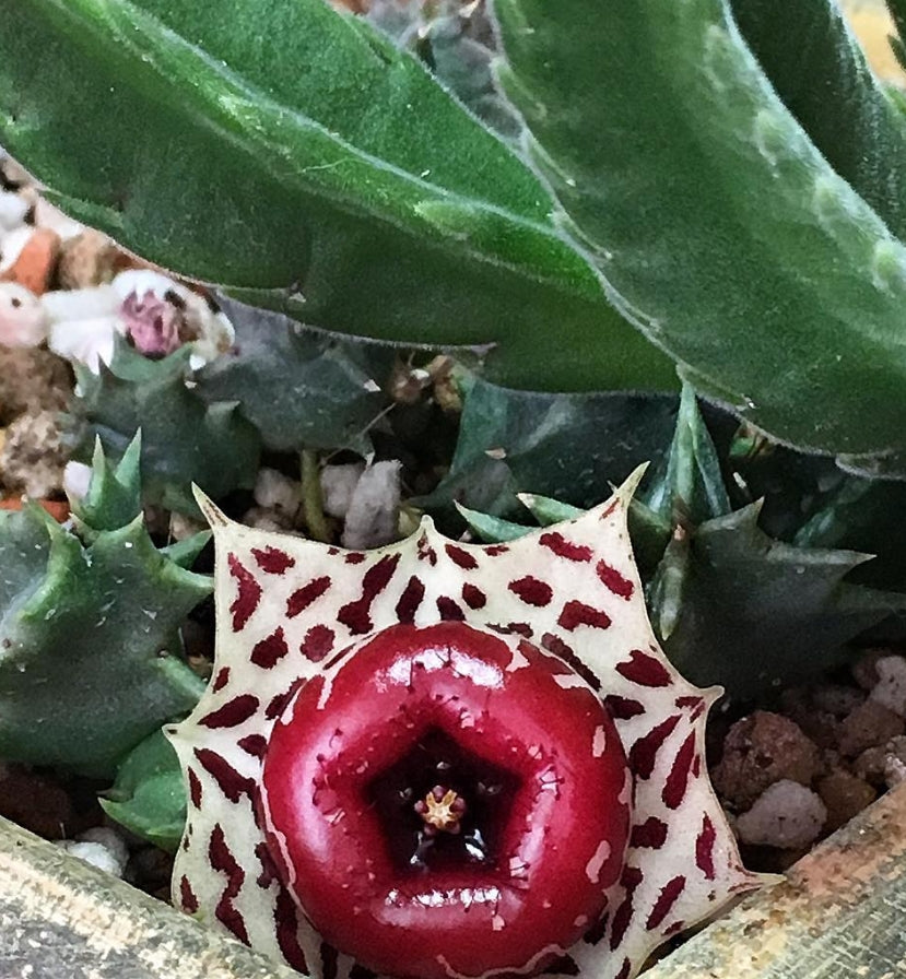 Huernia Plowesii seeds