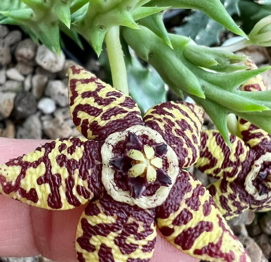 Orbea semota ssp. semota seeds