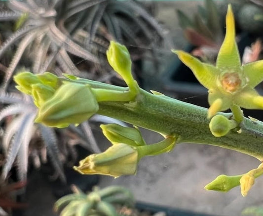 Caralluma sarkariae seeds