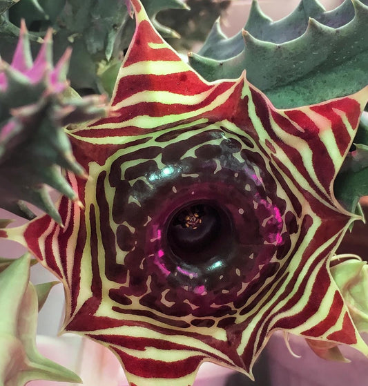 Huernia Zebrina Magniflora seeds