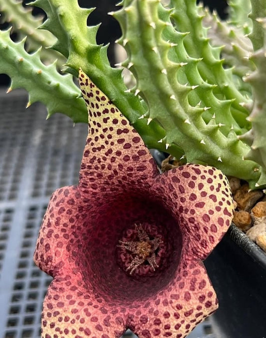 Orbea variegata x tavaresia barklyi seeds