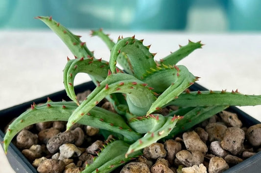 Aloe castilloniae seeds