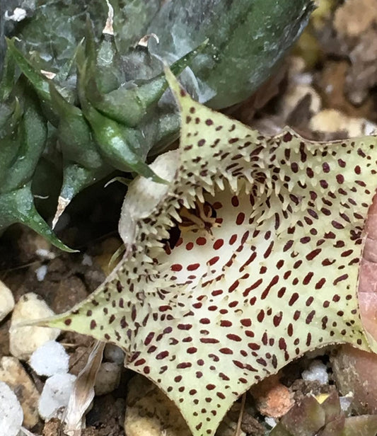 Huernia Maccoyi seeds