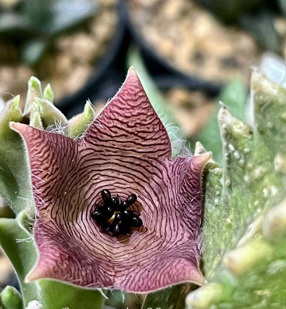 Stapelia clavicorona seeds