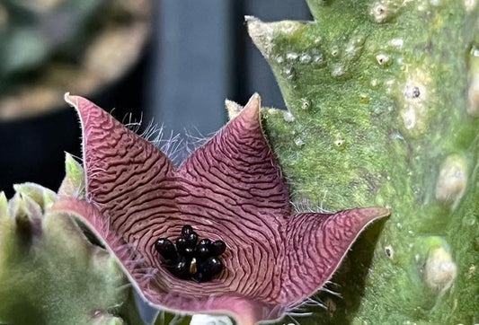 Stapelia clavicorona seeds