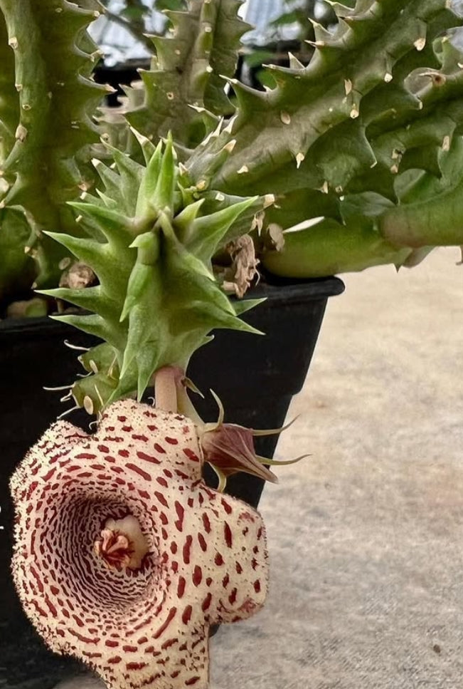 Huernia korat white tiger seeds