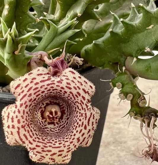 Huernia korat white tiger seeds