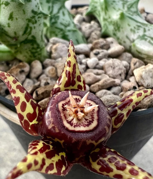Huernia somalensis seeds