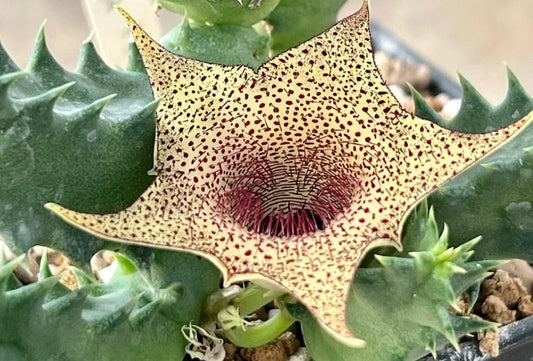 Huernia barbata ssp. barbata seeds