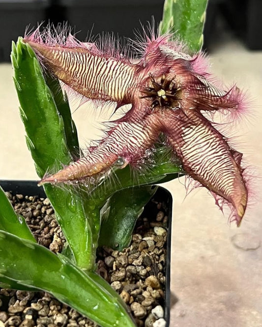 Stapelia gettleffii seeds