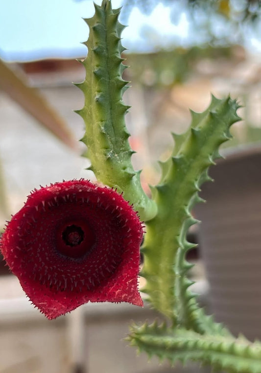 Huernia keniensis seeds