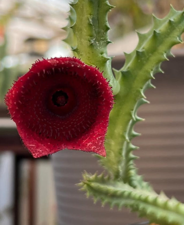 Huernia keniensis seeds