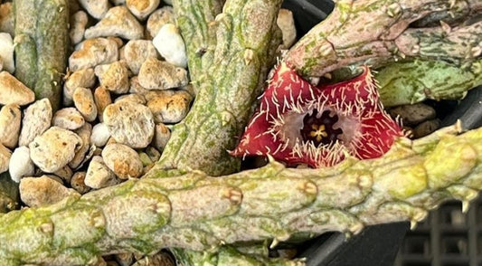 Stapelianthus montagnacii seeds