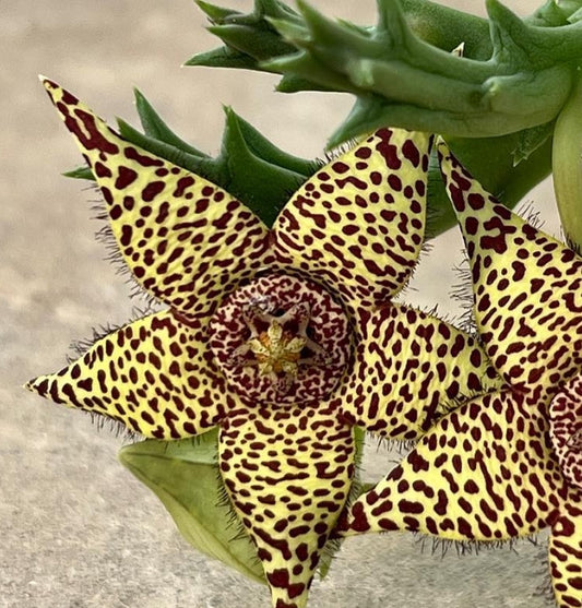 Orbea variegata x Orbea halipedicola seeds