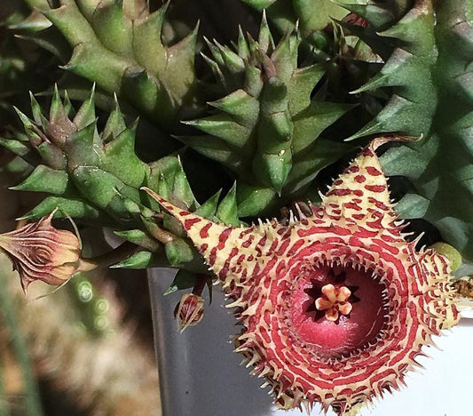 Huernia Sea Anemone hybrid seeds