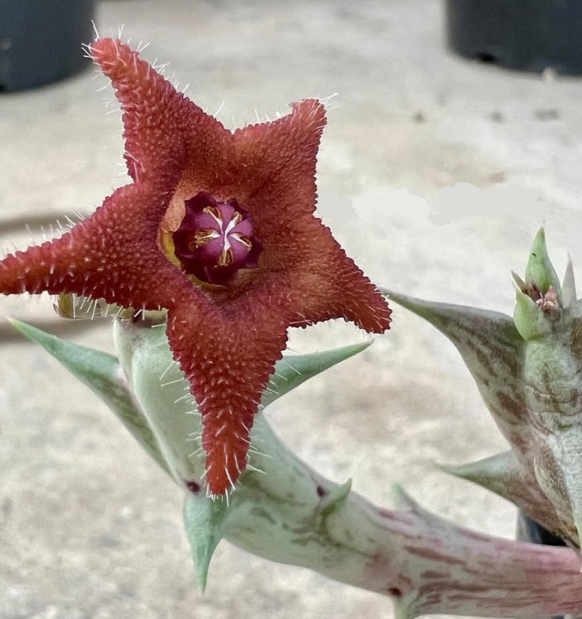 Orbea cv. ' Cupidon ' seeds