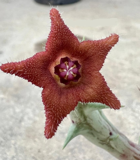 Orbea cv. ' Cupidon ' seeds