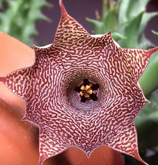 Huernia Candy Maroon hybrid seeds