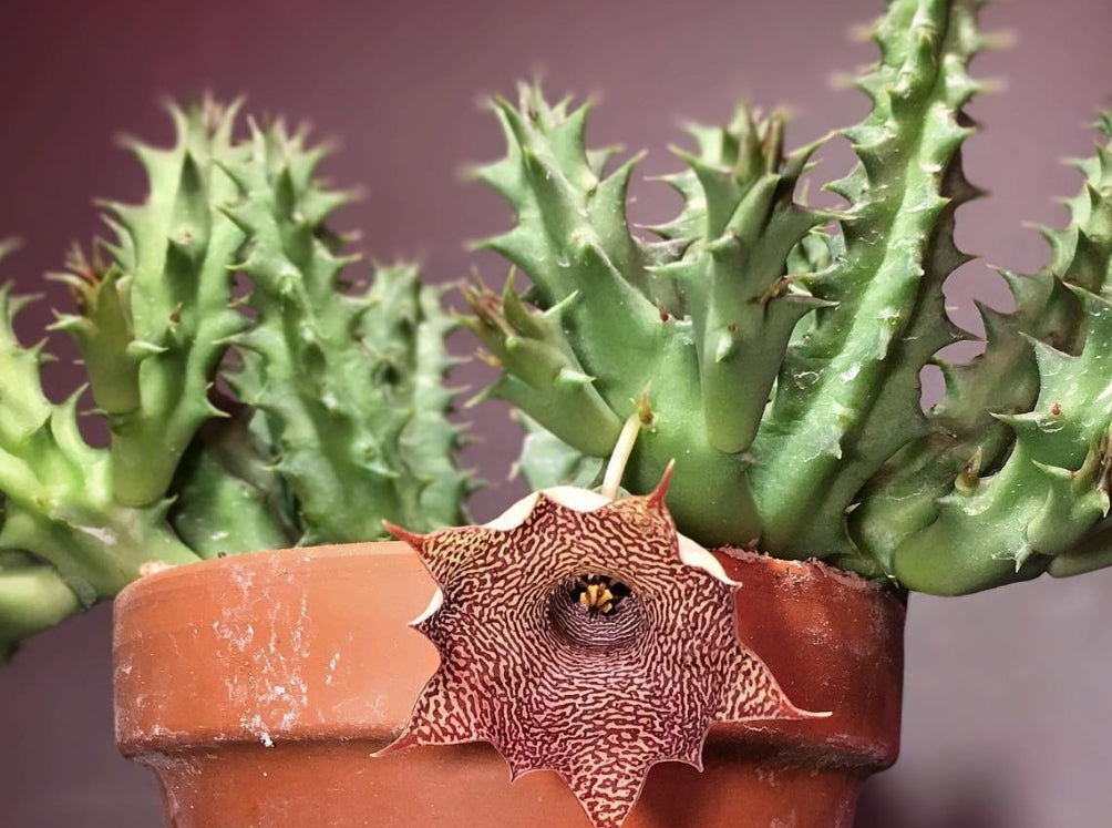 Huernia Candy Maroon hybrid seeds