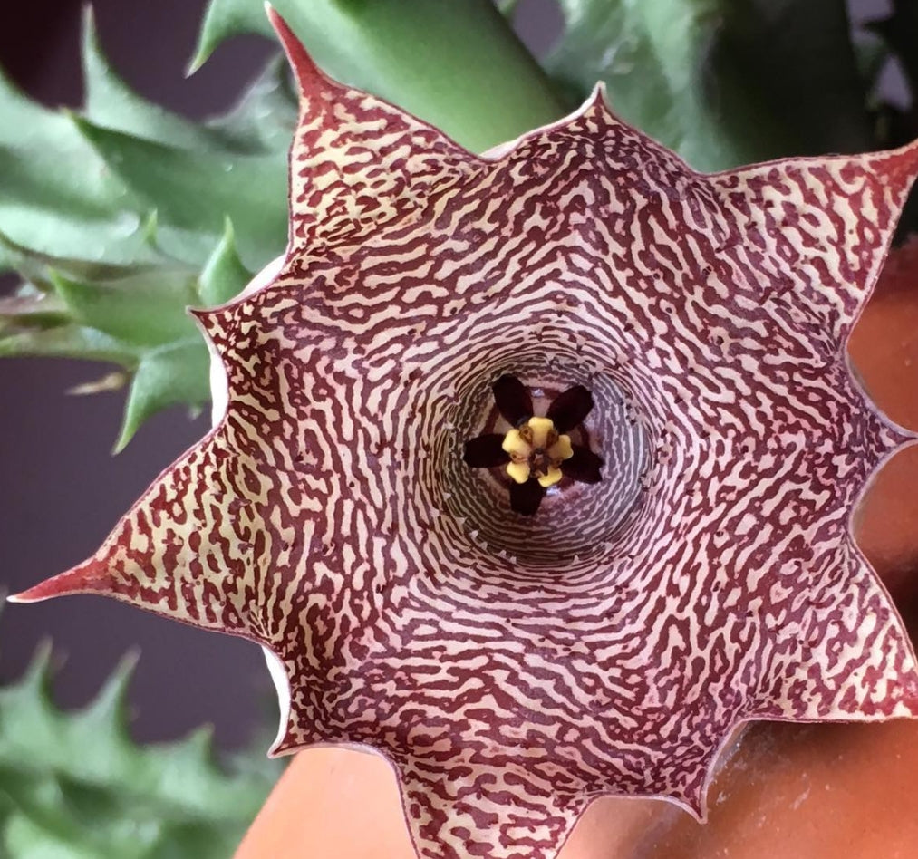 Huernia Candy Maroon hybrid seeds