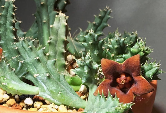 Huernia x Echidnopsis ' Brown ' hybrid seeds