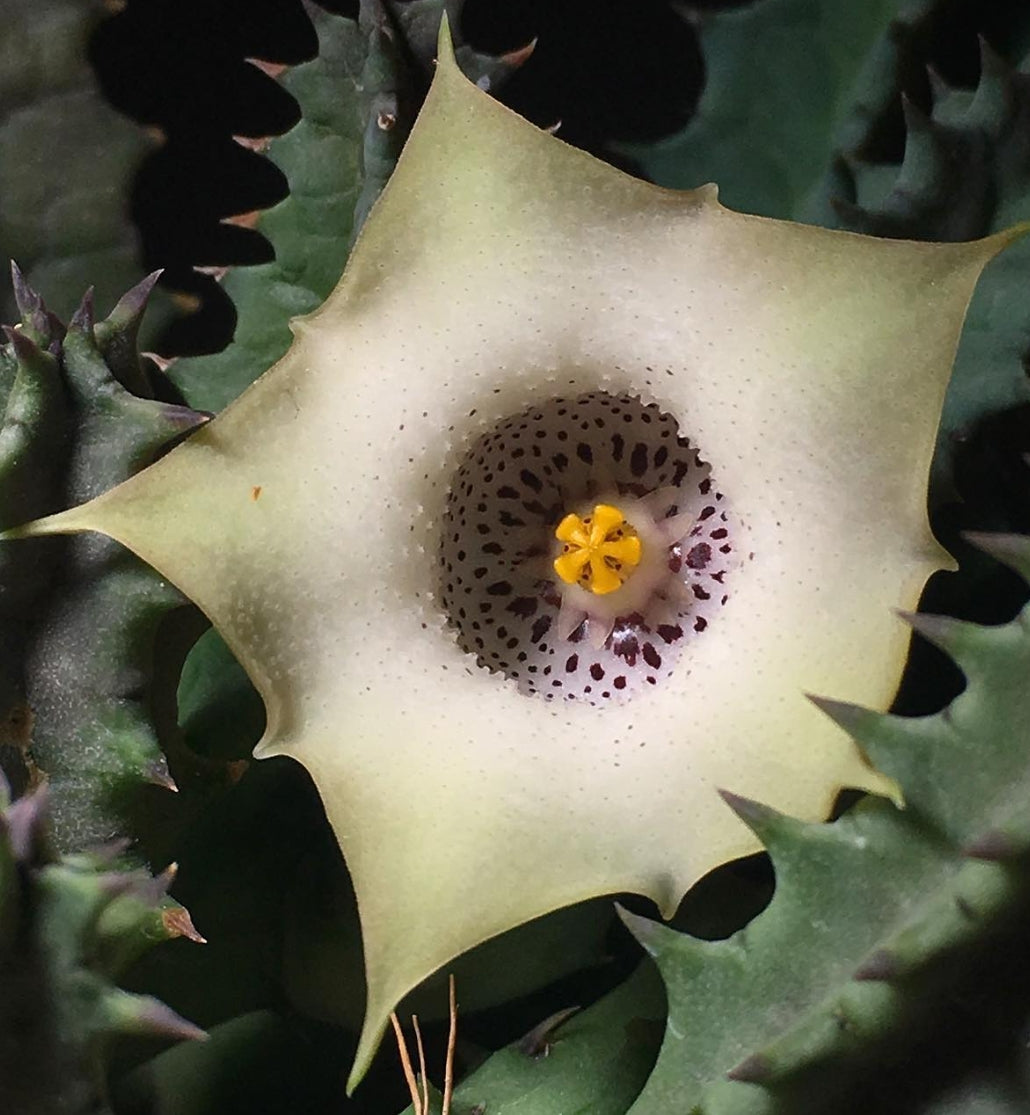 Huernia Blyderiverensis seeds