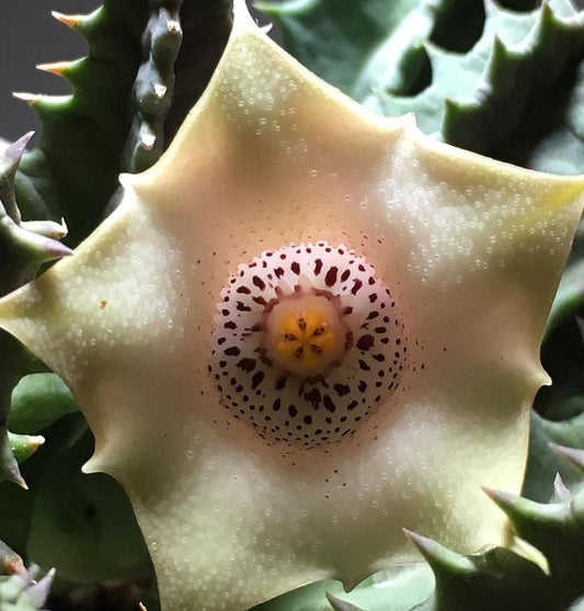 Huernia Blyderiverensis seeds
