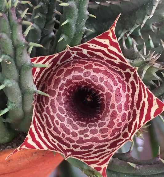 Huernia Guttata seeds