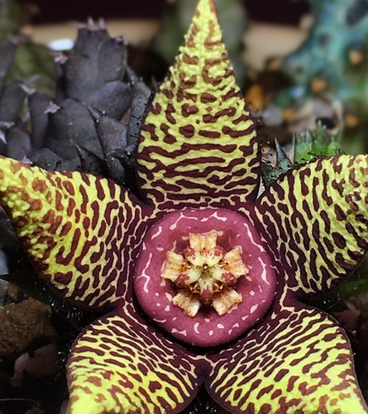 Orbea halipedicola hybrid seeds