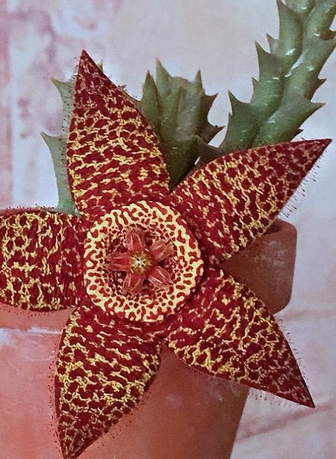 Orbea Variegata Rancho Vista seeds