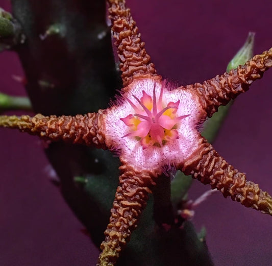 Stapelia flavopurpurea dark seeds