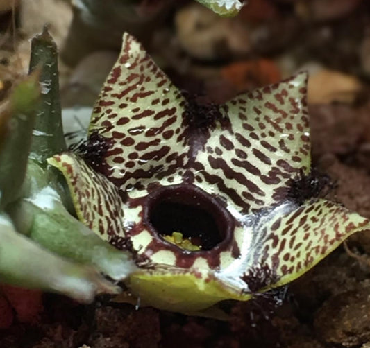Orbea Paradoxa seeds
