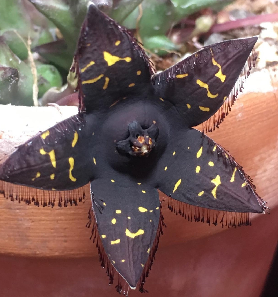 Orbea Doldii seeds