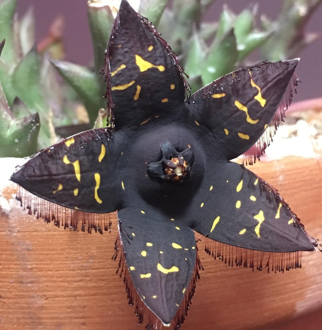 Orbea Doldii seeds
