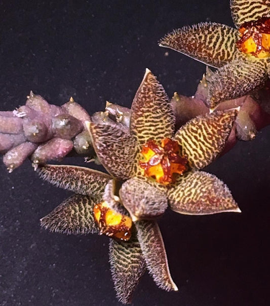 Piaranthus sp. hybrid seeds