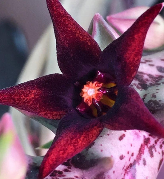 Orbea Semitubiflora seeds