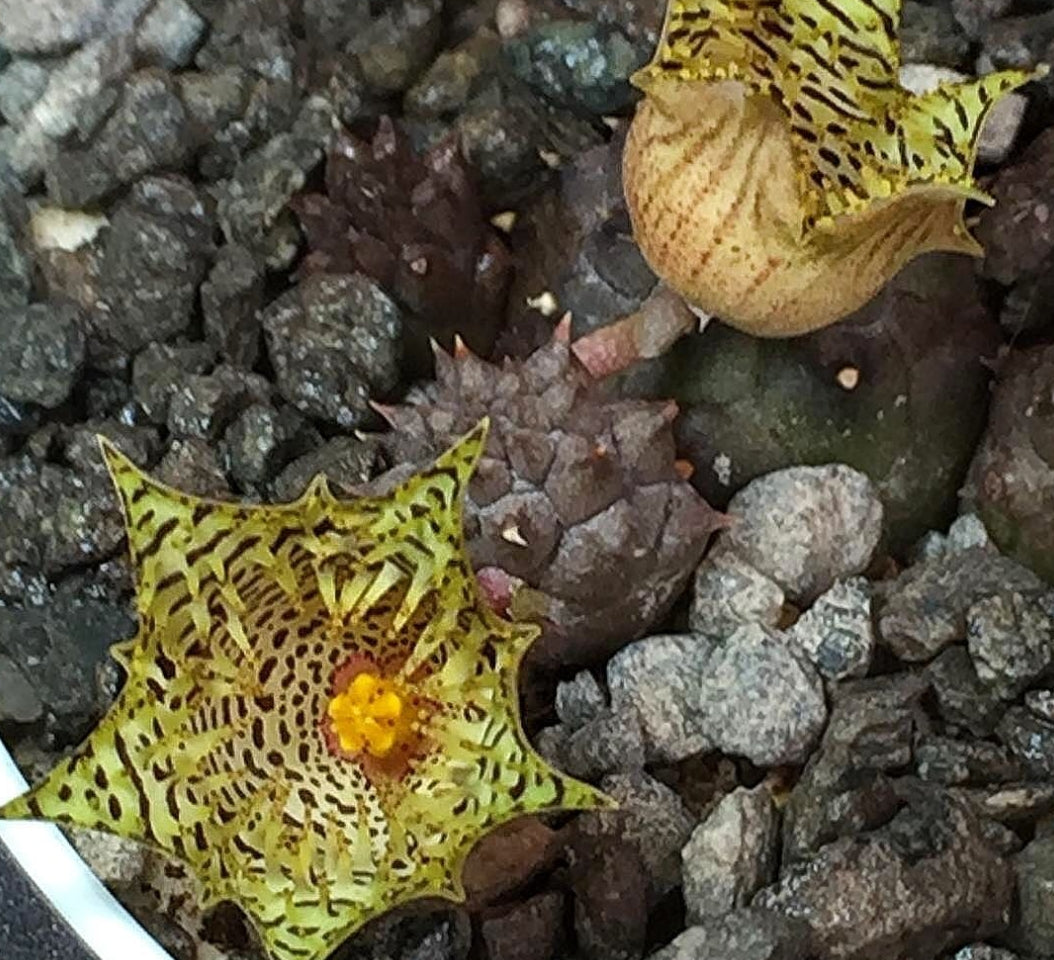 Huernia Kennediana seeds