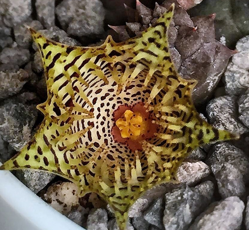 Huernia Kennediana seeds