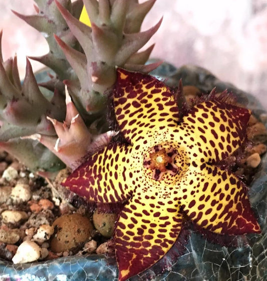 Orbea Speciosa seeds