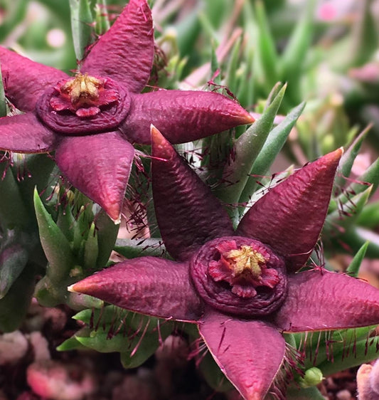 Orbea semota var. orientalis seeds