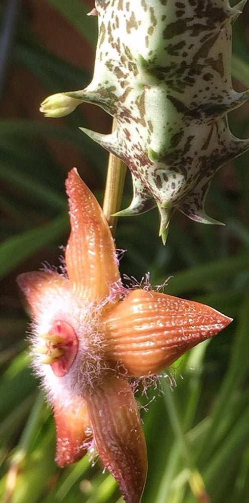 Duvalia Sulcata seeds