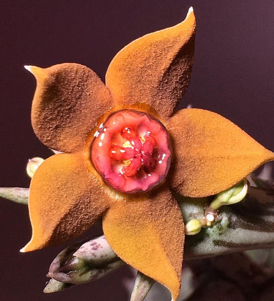 Orbea Laticorona seeds