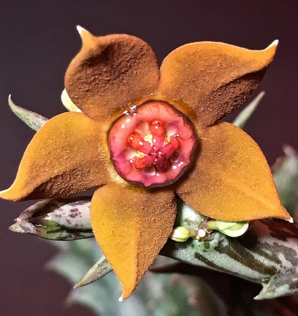 Orbea Laticorona seeds