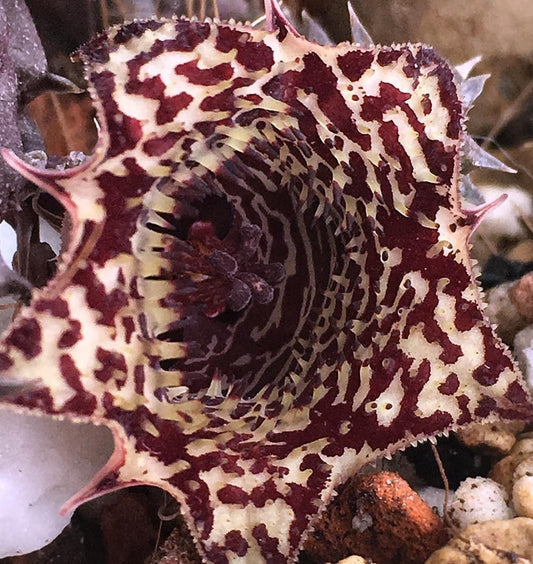 Huernia Volkartii ssp .Volkartii seeds