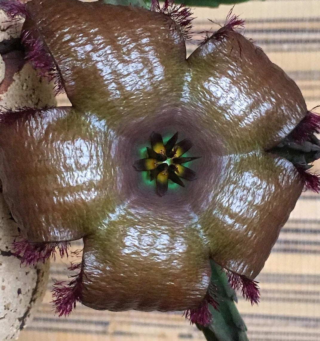Stapelia Phantom seeds