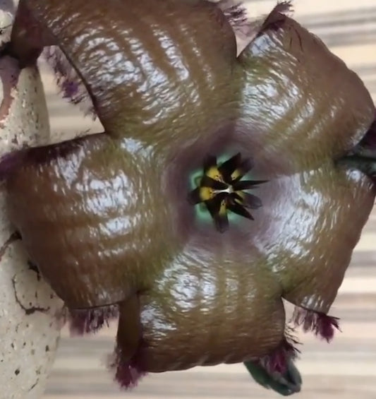 Stapelia Phantom seeds