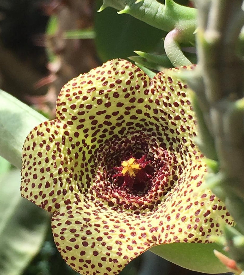 Orbea Verrucosa seeds