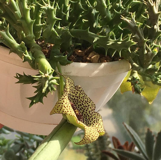 Orbea Verrucosa seeds